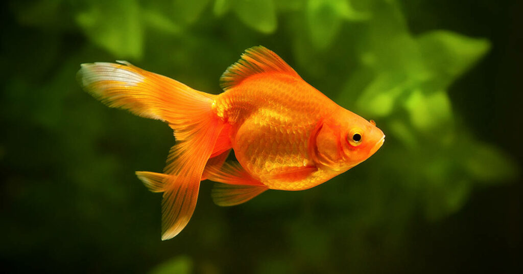 oranda gold