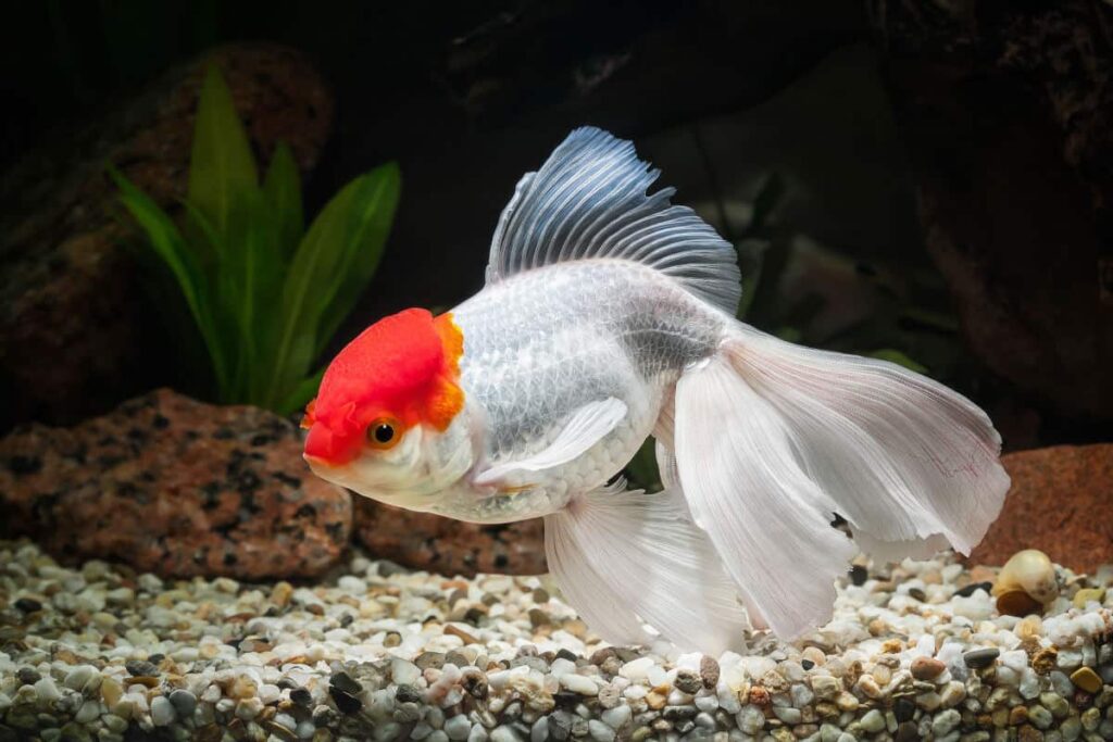 oranda goldfish