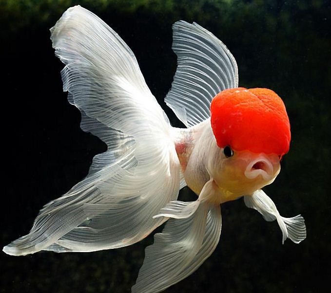 oranda goldfish